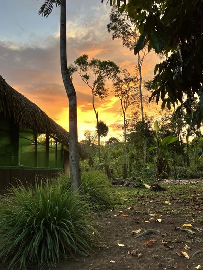 Sunset in the forest on the grounds of El Centro Inka Meraya.