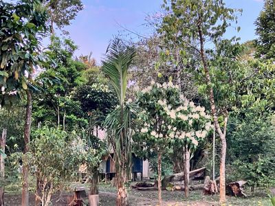 Local trees on the grounds of El Centro Inka Meraya.