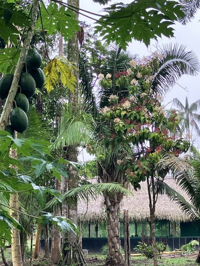 Fruiting trees on the grounds of El Centro Inka Meraya.
